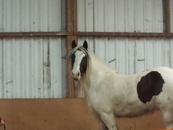 open dag Equixantos in Beilen.
